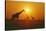 Giraffe Silhouettes-null-Stretched Canvas