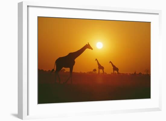 Giraffe Silhouettes-null-Framed Photographic Print