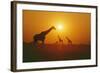 Giraffe Silhouettes-null-Framed Photographic Print