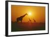 Giraffe Silhouettes-null-Framed Photographic Print