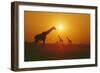 Giraffe Silhouettes-null-Framed Photographic Print