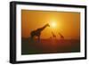 Giraffe Silhouettes-null-Framed Photographic Print