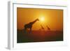 Giraffe Silhouettes-null-Framed Photographic Print