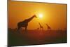 Giraffe Silhouettes-null-Mounted Photographic Print