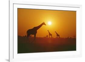 Giraffe Silhouettes-null-Framed Photographic Print