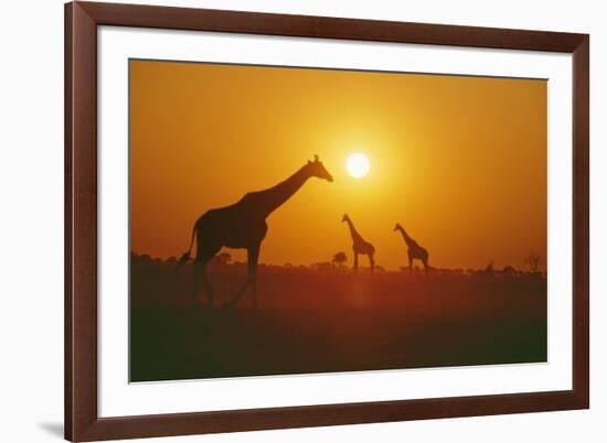 Giraffe Silhouettes-null-Framed Photographic Print