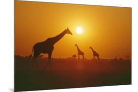 Giraffe Silhouettes-null-Mounted Photographic Print