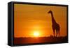 Giraffe Single Individual in Backlight with Setting Sun-null-Framed Stretched Canvas