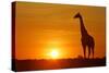 Giraffe Single Individual in Backlight with Setting Sun-null-Stretched Canvas
