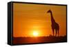 Giraffe Single Individual in Backlight with Setting Sun-null-Framed Stretched Canvas