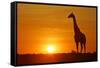 Giraffe Single Individual in Backlight with Setting Sun-null-Framed Stretched Canvas