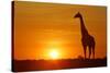 Giraffe Single Individual in Backlight with Setting Sun-null-Stretched Canvas