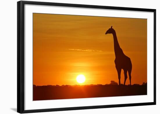 Giraffe Single Individual in Backlight with Setting Sun-null-Framed Photographic Print