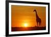 Giraffe Single Individual in Backlight with Setting Sun-null-Framed Photographic Print