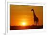 Giraffe Single Individual in Backlight with Setting Sun-null-Framed Photographic Print