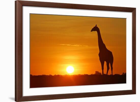 Giraffe Single Individual in Backlight with Setting Sun-null-Framed Photographic Print