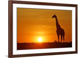 Giraffe Single Individual in Backlight with Setting Sun-null-Framed Photographic Print