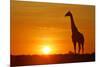 Giraffe Single Individual in Backlight with Setting Sun-null-Mounted Photographic Print