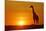 Giraffe Single Individual in Backlight with Setting Sun-null-Mounted Photographic Print