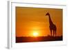 Giraffe Single Individual in Backlight with Setting Sun-null-Framed Photographic Print