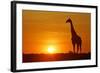 Giraffe Single Individual in Backlight with Setting Sun-null-Framed Photographic Print