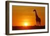 Giraffe Single Individual in Backlight with Setting Sun-null-Framed Photographic Print