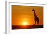 Giraffe Single Individual in Backlight with Setting Sun-null-Framed Photographic Print