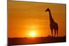 Giraffe Single Individual in Backlight with Setting Sun-null-Mounted Photographic Print