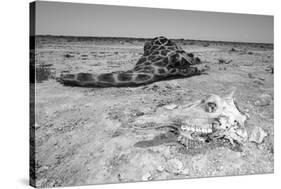 Giraffe Skull-Otto du Plessis-Stretched Canvas