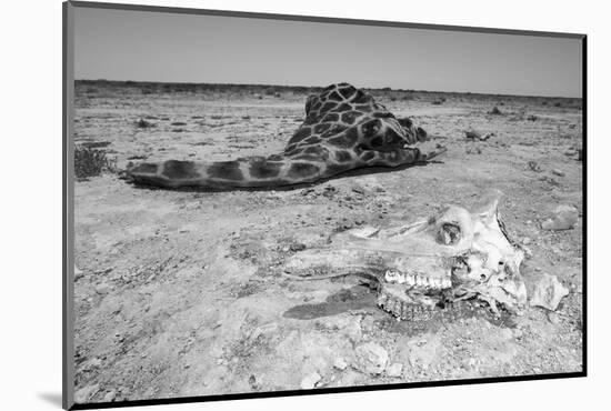 Giraffe Skull-Otto du Plessis-Mounted Photographic Print