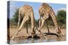 Giraffe - Splitting for Sips - Wildlife from Africa-Naturally Africa-Stretched Canvas