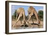 Giraffe - Splitting for Sips - Wildlife from Africa-Naturally Africa-Framed Photographic Print