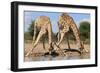 Giraffe - Splitting for Sips - Wildlife from Africa-Naturally Africa-Framed Photographic Print