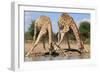 Giraffe - Splitting for Sips - Wildlife from Africa-Naturally Africa-Framed Photographic Print