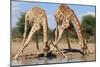 Giraffe - Splitting for Sips - Wildlife from Africa-Naturally Africa-Mounted Photographic Print