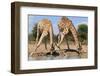 Giraffe - Splitting for Sips - Wildlife from Africa-Naturally Africa-Framed Photographic Print