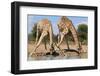 Giraffe - Splitting for Sips - Wildlife from Africa-Naturally Africa-Framed Photographic Print