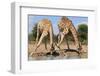 Giraffe - Splitting for Sips - Wildlife from Africa-Naturally Africa-Framed Photographic Print