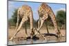 Giraffe - Splitting for Sips - Wildlife from Africa-Naturally Africa-Mounted Photographic Print