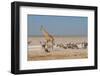 Giraffe, Springbok and Zebras-Grobler du Preez-Framed Photographic Print