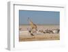 Giraffe, Springbok and Zebras-Grobler du Preez-Framed Photographic Print