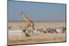 Giraffe, Springbok and Zebras-Grobler du Preez-Mounted Photographic Print