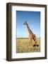 Giraffe Standing in the Grasslands of the Masai Mara Reserve (Kenya)-Paul Banton-Framed Photographic Print