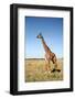 Giraffe Standing in the Grasslands of the Masai Mara Reserve (Kenya)-Paul Banton-Framed Photographic Print