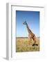 Giraffe Standing in the Grasslands of the Masai Mara Reserve (Kenya)-Paul Banton-Framed Photographic Print