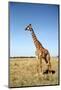 Giraffe Standing in the Grasslands of the Masai Mara Reserve (Kenya)-Paul Banton-Mounted Photographic Print