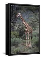 Giraffe Standing in the Trees-DLILLC-Framed Stretched Canvas