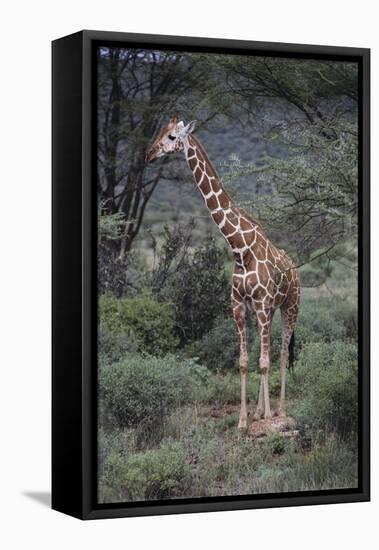 Giraffe Standing in the Trees-DLILLC-Framed Stretched Canvas