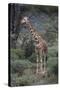 Giraffe Standing in the Trees-DLILLC-Stretched Canvas