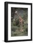Giraffe Standing in the Trees-DLILLC-Framed Photographic Print